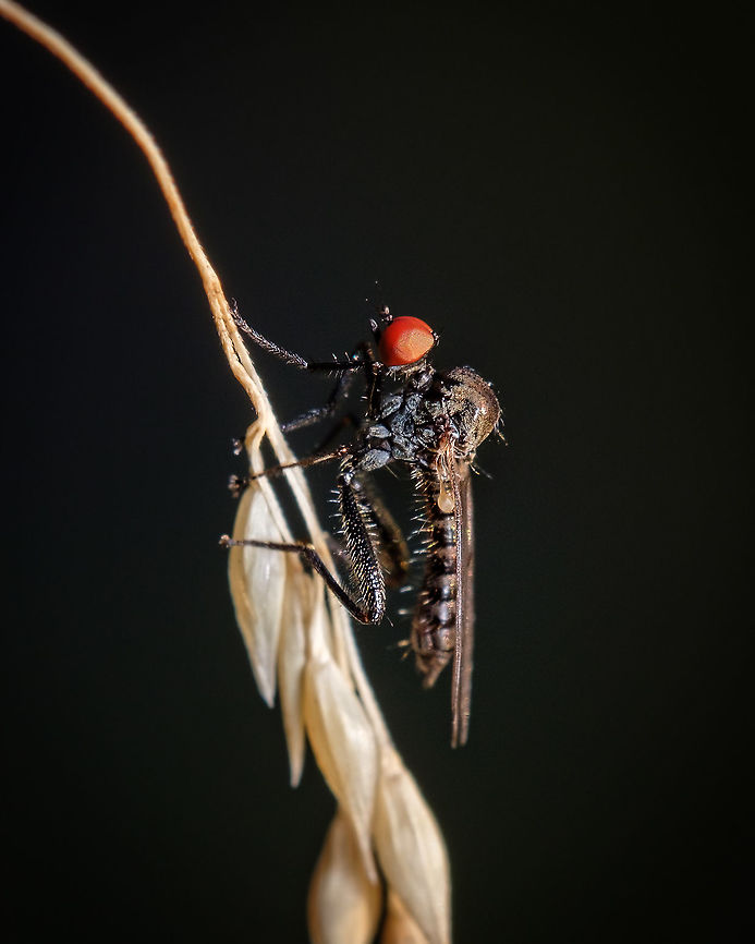 Dance fly I was convinced that this was a mosquito, but it seems like it's a fly, correct? (and what a funny common name: dance fly :-D)  Europe,Fall,Geotagged,Hybos culiciformis,Hybotinae,Macro,Portugal,insect