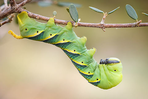 Skull butterfly caterpillar What a treat! I've been struggling to find interesting subjects since the cold came but what a surprise I had the other day...this magnificent being :-D Acherontia atropos,Caterpillar,Europe,Fall,Geotagged,Macro,Portugal,skull butterfly