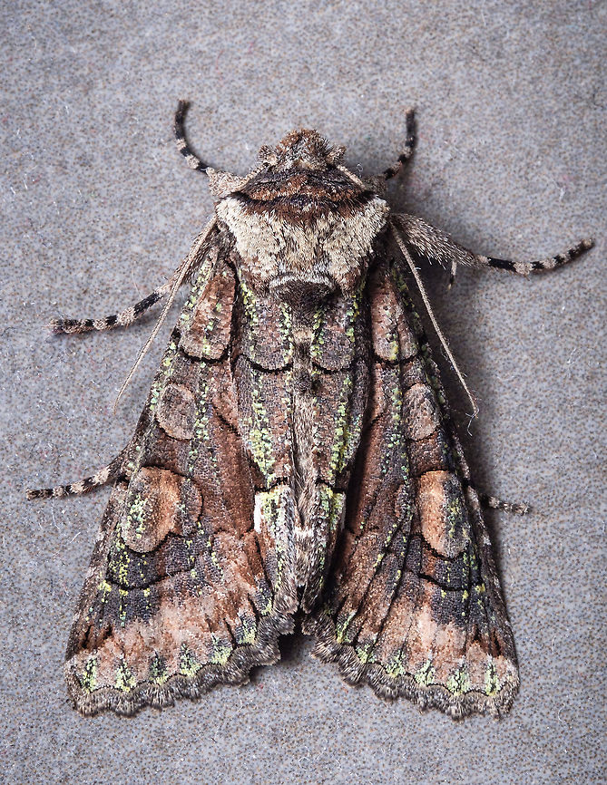The green-brindled crescent This little friend was chillin&#039; on my attic the other day...  Allophyes alfaroi,Allophyes oxyacanthae,Europe,Fall,Geotagged,Macro,Moth,Portugal,dark,insect