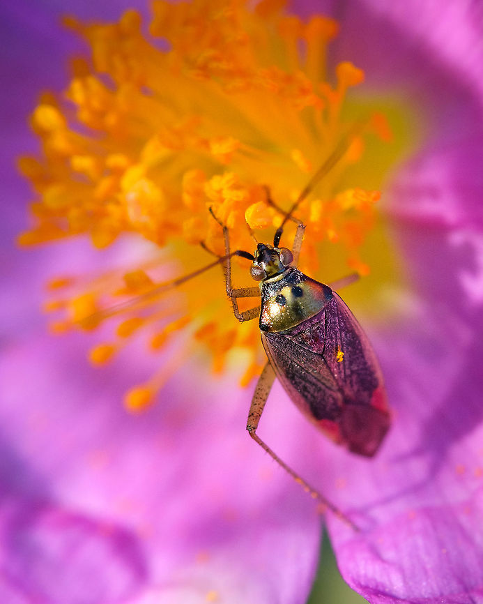 Closterotomus trivialis I found this photo on my Spring archive and thought it was worth sharing. The golden tones makes it look like it has a metal armour ^_^ Closterotomus trivialis,Europe,Geotagged,Macro,Portugal,Spring,insect