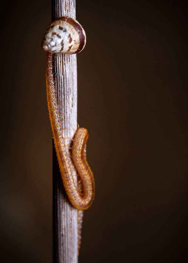 Centipede munching on a snail I have come to realize that snails are the perfect packaged meal for a lot of species...  Europe,Fall,Geophilus flavus,Geotagged,Macro,Portugal,centipede,insect