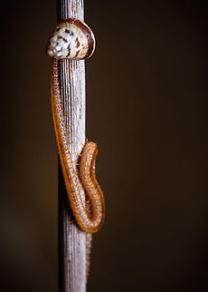 Centipede munching on a snail I have come to realize that snails are the perfect packaged meal for a lot of species...  Europe,Fall,Geophilus flavus,Geotagged,Macro,Portugal,centipede,insect