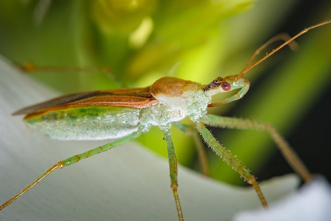 Leafhopper Assassin Bug This is probably the most interesting common name of insect I&#039;ve seen since I began my journey in macro photography...  Europe,Geotagged,Leafhopper Assassin Bug,Portugal,Summer,Zelus renardii,macro