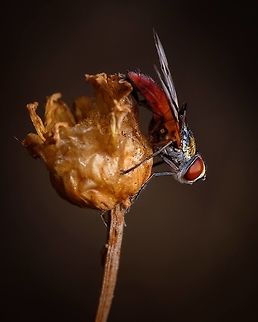 Red eyes I never thought flies could be beautiful...  Ectophasia crassipennis,Europe,Geotagged,Macro,Portugal,Summer,fly