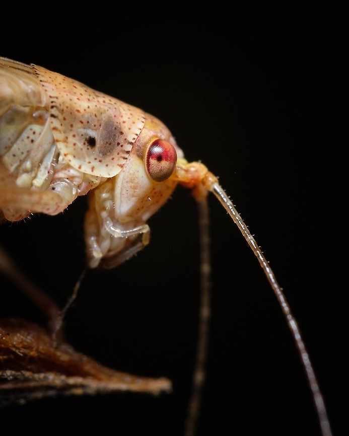 Southern sickle bush-cricket I find the eyes of some insects fascinating, like this one...  Europe,Geotagged,Mediterranean Katydid,Phaneroptera nana,Portugal,Summer,eye,insect