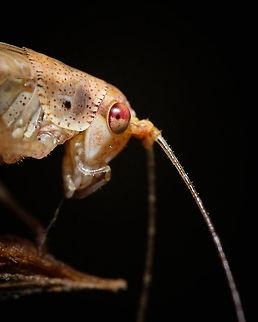 Southern sickle bush-cricket I find the eyes of some insects fascinating, like this one...  Europe,Geotagged,Mediterranean Katydid,Phaneroptera nana,Portugal,Summer,eye,insect