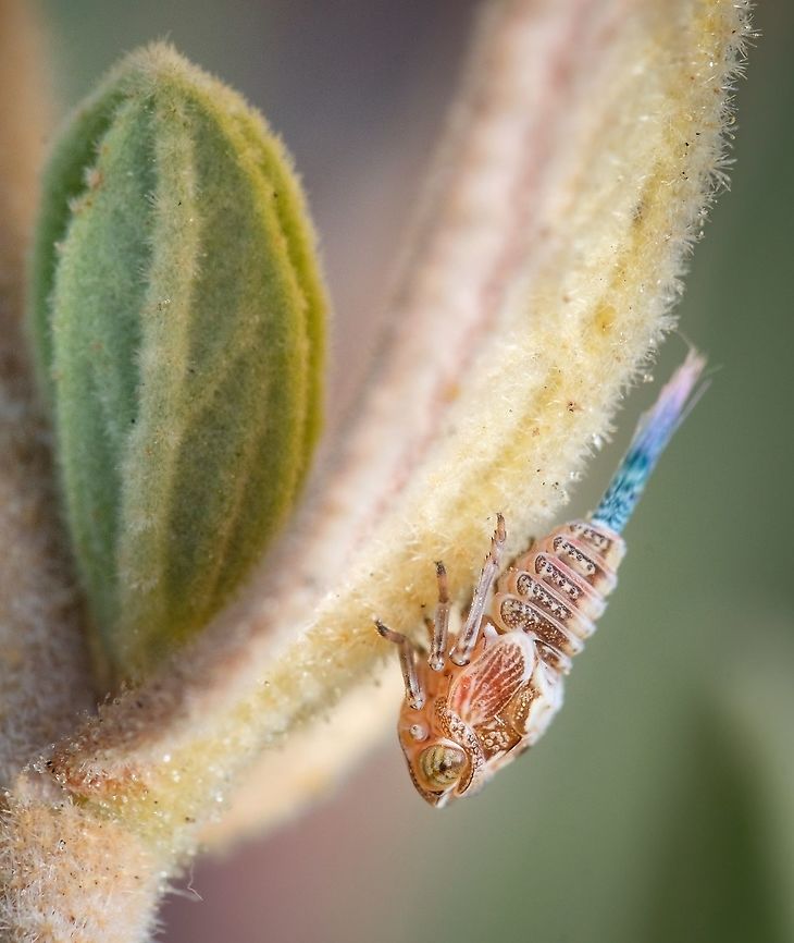 Issus Planthopper It&#039;s fascinating how complex and how many details such tiny creatures have...  Europe,Geotagged,Issus coleoptratus,Macro,Portugal,Summer,insect,planthopper