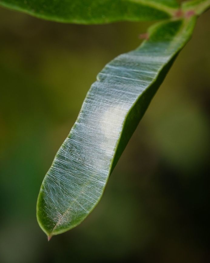 Cocoon leaf Someone has used this leaf as a nest...maybe a spider...  Europe,Geotagged,Macro,Portugal,Summer,leaf,nest,web