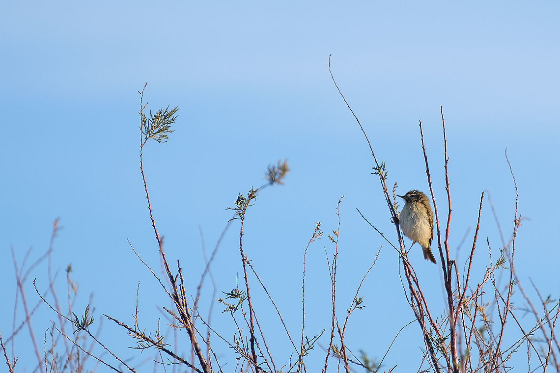 European Stonechat This one was taken on my second day out for bird photography. Europe,European Stonechat,Fall,Geotagged,Portugal,Saxicola rubicola,bird