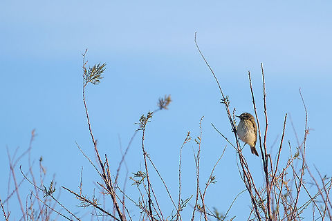 European Stonechat This one was taken on my second day out for bird photography. Europe,European Stonechat,Fall,Geotagged,Portugal,Saxicola rubicola,bird