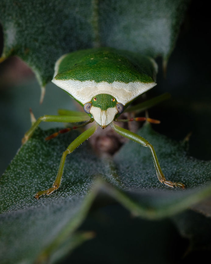 Southern green stink bug They are hard to find on this cold season, but once in a while I stumble on one &quot;lost&quot; insect...  Europe,Geotagged,Nezara viridula,Portugal,Southern green stink bug,Winter,insect,macro
