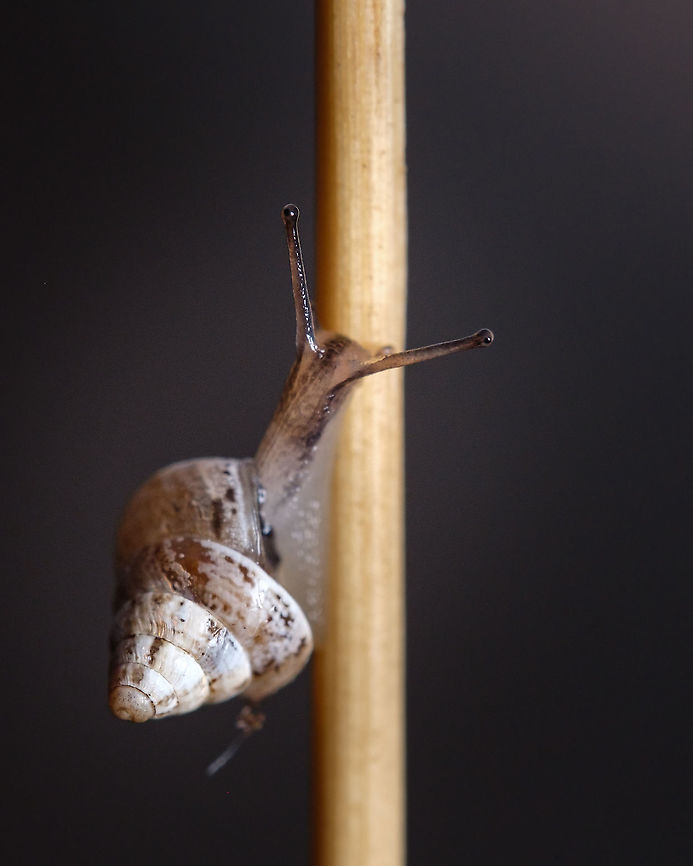 Small Pointed Snail  Closeup,Cochlicella barbara,Cochlicella conoidea,Europe,Fall,Geotagged,Portugal,Small Pointed Snail,shell