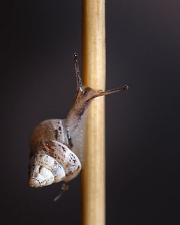 Cochlicella conoidea