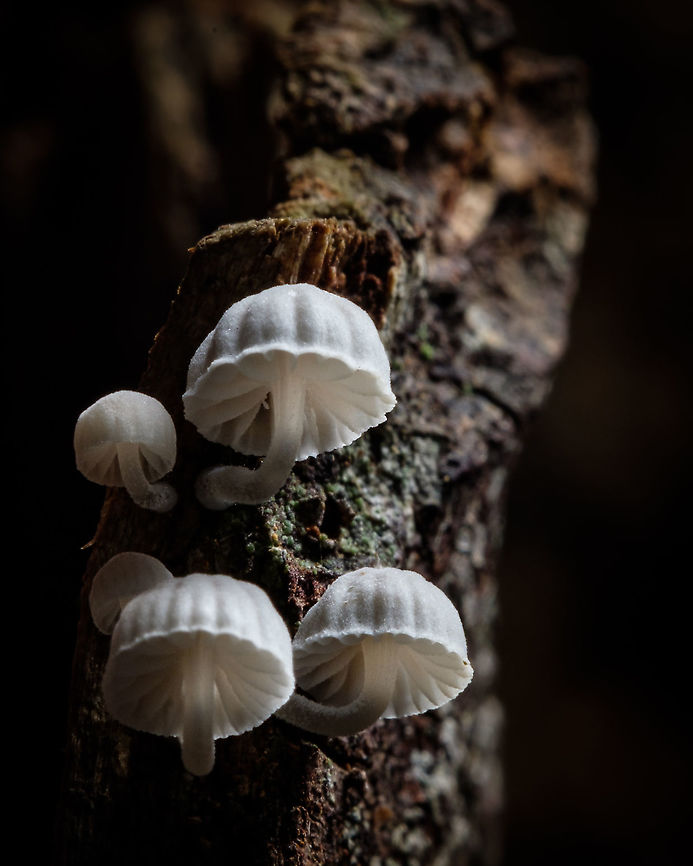 Frosty bonnet These are my first fungi of the season, I found them on a rotten tree branch. It's interesting how one's life begins from another's death...  Frosty bonnet,Geotagged,Mycena adscendens,Mycena seynii,Portugal,Winter