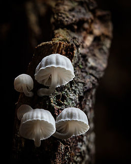 Frosty bonnet These are my first fungi of the season, I found them on a rotten tree branch. It's interesting how one's life begins from another's death...  Frosty bonnet,Geotagged,Mycena adscendens,Mycena seynii,Portugal,Winter