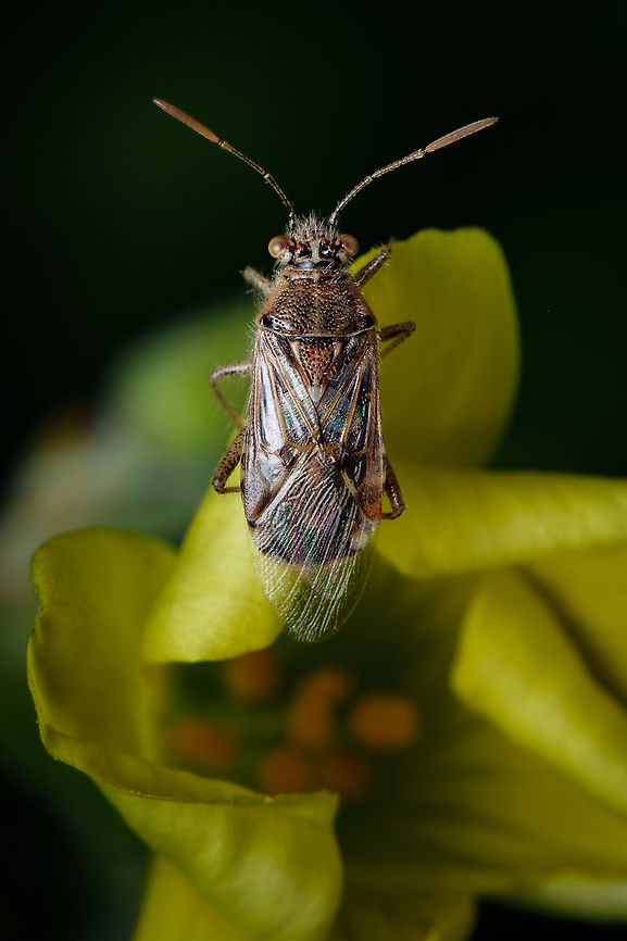 Hyaline Grass Bug <figure class="photo"><a href="https://www.jungledragon.com/image/130346/hyaline_grass_couple_in_love.html" title="Hyaline Grass couple in love"><img src="https://s3.amazonaws.com/media.jungledragon.com/images/5939/130346_thumb.jpg?AWSAccessKeyId=05GMT0V3GWVNE7GGM1R2&Expires=1759968010&Signature=faxvw7oaTI40BHh2lhgKJUunejY%3D" width="122" height="152" alt="Hyaline Grass couple in love https://www.jungledragon.com/image/126825/hyaline_grass_bug.html<br />
https://www.jungledragon.com/image/131060/hyaline_grass_bug.html Europe,Geotagged,Liorhyssus hyalinus,Macro,Portugal,Summer,flower,insect" /></a></figure><br />
<figure class="photo"><a href="https://www.jungledragon.com/image/131060/hyaline_grass_bug.html" title="Hyaline Grass Bug"><img src="https://s3.amazonaws.com/media.jungledragon.com/images/5939/131060_thumb.jpg?AWSAccessKeyId=05GMT0V3GWVNE7GGM1R2&Expires=1759968010&Signature=%2BJ3j0ZVfFJkixfjEz8UVPf8oe3E%3D" width="122" height="152" alt="Hyaline Grass Bug https://www.jungledragon.com/image/130346/hyaline_grass_couple_in_love.html<br />
https://www.jungledragon.com/image/126825/hyaline_grass_bug.html Europe,Geotagged,Liorhyssus hyalinus,Macro,Portugal,Summer,eye,insect" /></a></figure> Europe,Geotagged,Hyaline Grass Bug,Liorhyssus hyalinus,Macro,Portugal,Winter,insect