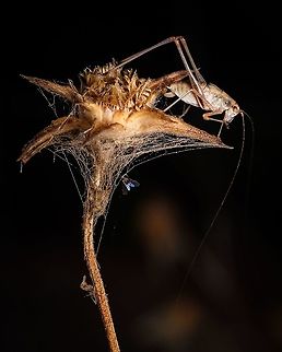 Southern sickle bush-cricket on dry flower I don't know if this little friend was doing his daily higiene, liking his paw, or if he was getting ready to have the fly in the bottom for breakfast ^_^ Closeup,Europe,Geotagged,Mediterranean Katydid,Phaneroptera nana,Portugal,Summer,fly,insect