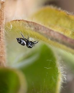 Spider Am I wrong or is this a spider with it's baby?  Geotagged,Heliophanus tribulosus,Macro,Portugal,Spring,europe,spider