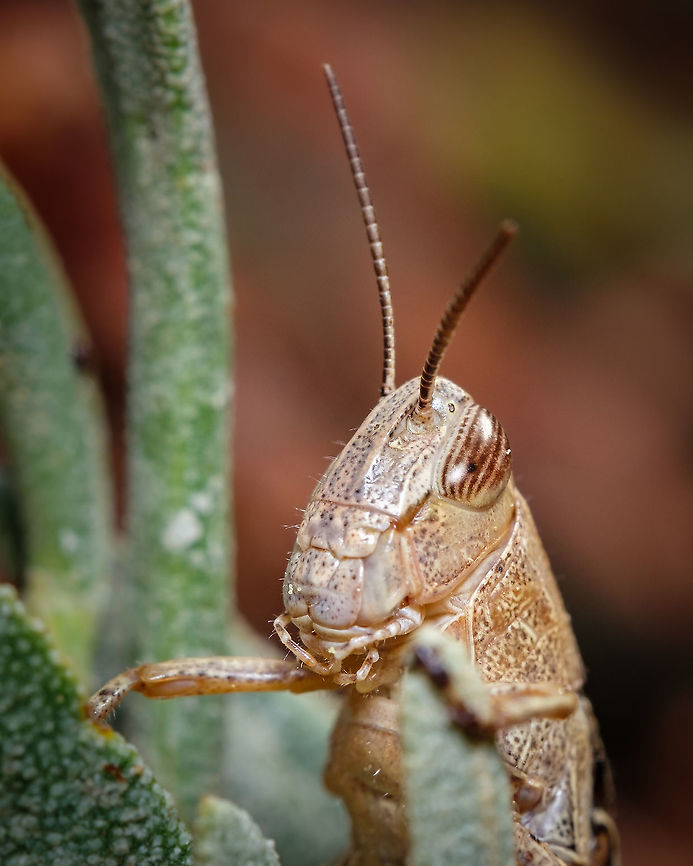 Short-horned grasshopper  Europe,Geotagged,Portugal,Summer,grasshopper,macro