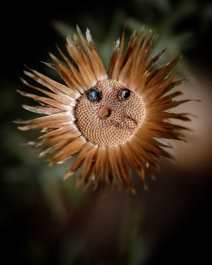 Flower eyes I've seen a few flowers of these with black dots on it, I wonder why they have them...  Europe,Flora,Geotagged,Macro,Phagnalon saxatile,Portugal,Summer,flower