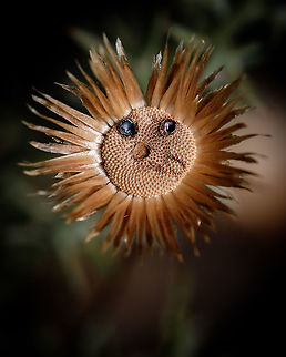 Flower eyes I've seen a few flowers of these with black dots on it, I wonder why they have them...  Europe,Flora,Geotagged,Macro,Phagnalon saxatile,Portugal,Summer,flower
