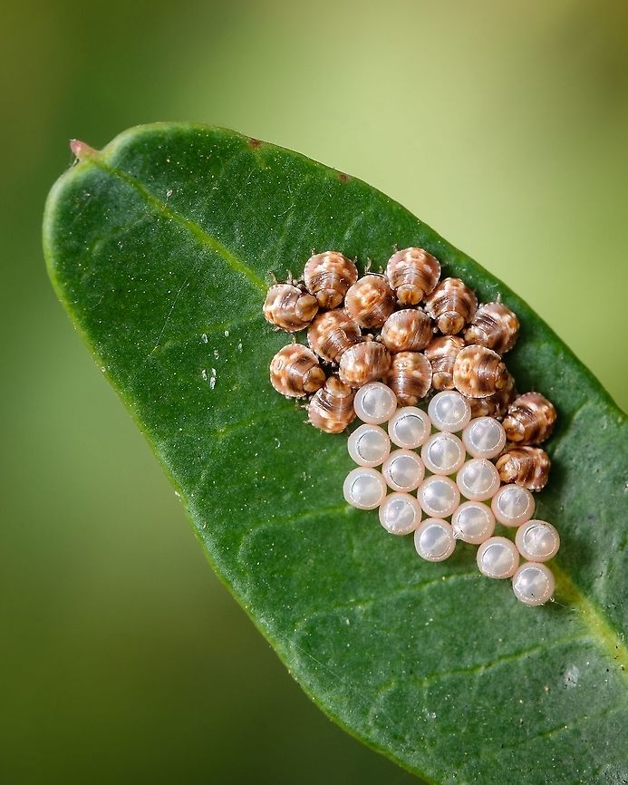 Stink bug nursery It&#039;s incredible how perfect are these tiny eggs...  Acrosternum heegeri,Geotagged,Macro,Portugal,Summer,eggs,europe,stink Bug