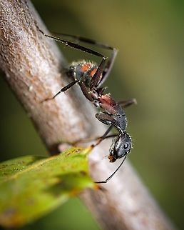 Analyzing a leaf  Blood-spotted Sugar Ant,Camponotus cruentatus,Europe,Geotagged,Macro,Portugal,Spring,ant