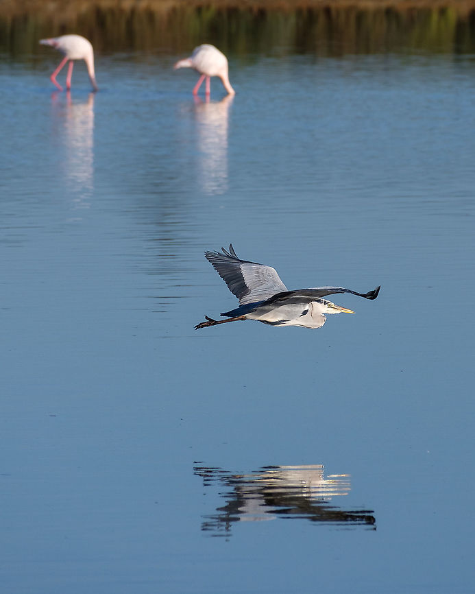 The grey heron  Ardea cinerea,Geotagged,Grey heron,Portugal,Winter,bird,europe,flying,telephoto,water