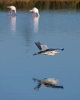 The grey heron  Ardea cinerea,Geotagged,Grey heron,Portugal,Winter,bird,europe,flying,telephoto,water