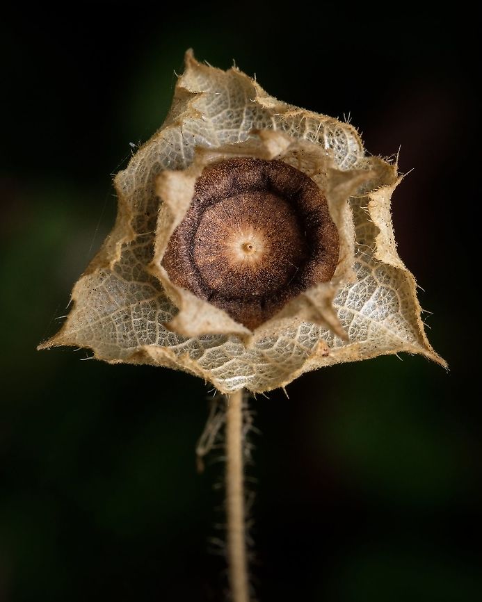 Annual mallow  Annual mallow,Europe,Flora,Geotagged,Malva trimestris,Portugal,Summer,flower,plant