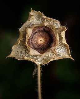 Annual mallow  Annual mallow,Europe,Flora,Geotagged,Malva trimestris,Portugal,Summer,flower,plant
