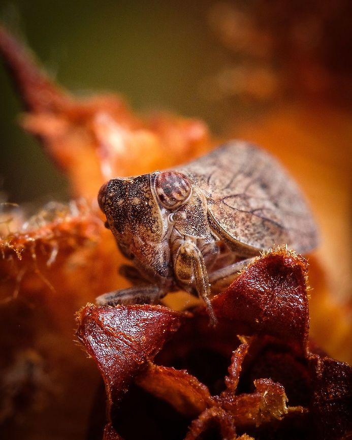 Genus Thionia Planthoppers are the first animals found to possess a biological form of a mechanical gear, used in locomotion The gears keep the hind legs in synchronization, allowing the bugs to jump accurately in a straight line, at an acceleration of nearly 400 g in two milliseconds. Europe,Geotagged,Issus coleoptratus,Leafhopper,Macro,Portugal,Summer,insect