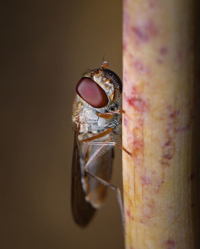 Marmalade Hover Fly I can't get enough of those amazing eyes!  Episyrphus balteatus,Europe,Fall,Geotagged,Macro,Marmalade hoverfly,Portugal,fly