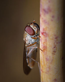 Marmalade Hover Fly I can't get enough of those amazing eyes!  Episyrphus balteatus,Europe,Fall,Geotagged,Macro,Marmalade hoverfly,Portugal,fly