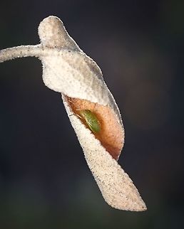 Stink bug's mansion I think this Stink Bug has a refined taste in accommodation ^_^ Acrosternum heegeri,Europe,Geotagged,Macro,Portugal,Summer,insect,leaf,plant,stink bug