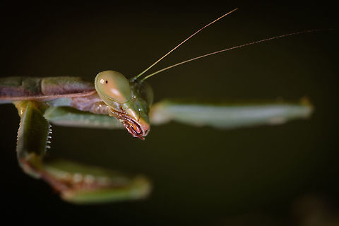 Waiting with open arms Praying mantis have such personality in their eyes...  Europe,Fall,Geotagged,Iris oratoria,Macro,Mediterranean mantis,Portugal,insect,praying mantis