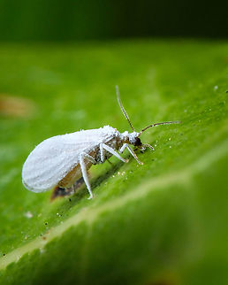 Dusty-winged Lacewings  Dusty-winged Lacewing,Europe,Fall,Geotagged,Macro,Portugal,insect