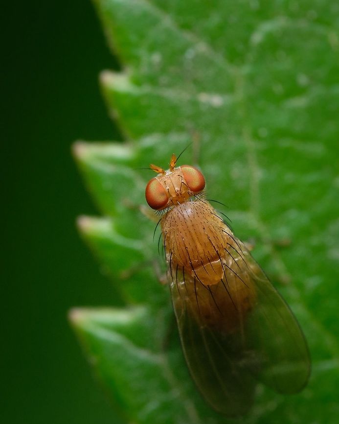 Fruit fly  Drosophila melanogaster,Europe,Geotagged,Macro,Portugal,Summer,fly,insect,orange