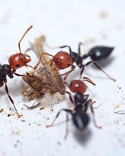 Red head ants I love to observe ants. They have a great sence of fellowship towards each other.  Crematogaster scutellaris,Europe,Geotagged,Macro,Mediterranean Acrobat Ant,Portugal,Summer,insect