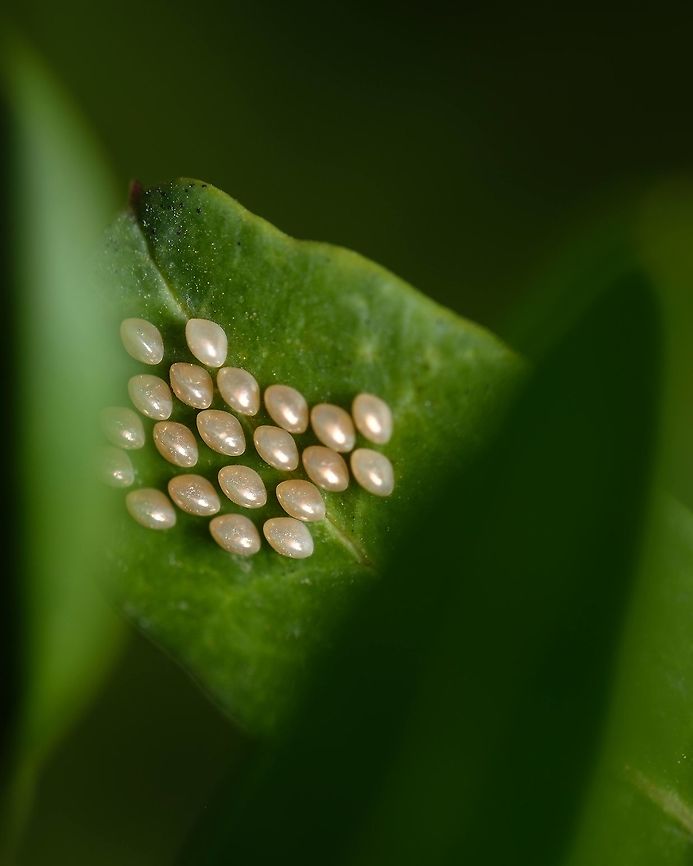 Golden eggs Any egg expert out there who could identify these?  Eggs,Europe,Geotagged,Macro,Plinachtus imitator,Portugal,Summer,golden,insects,leaves