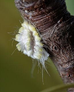 Peculiar being Thank you Christine Young for the fast identification of this species :-) Europe,Geotagged,Icerya purchasi,Icerya seychellarum,Macro,Portugal,insect
