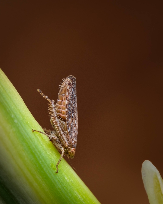 Leafhopper  Cicadellidae,Deltocephalinae,Europe,Geotagged,Portugal,Summer,southern Europe