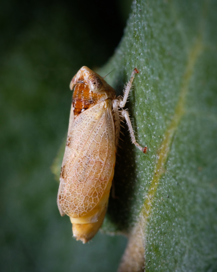 Privet Leafhopper I love the texture on the wings ^_^ Europe,Fall,Fieberiella florii,Geotagged,Leafhopper,Macro,Portugal,Privet Leafhopper,insect