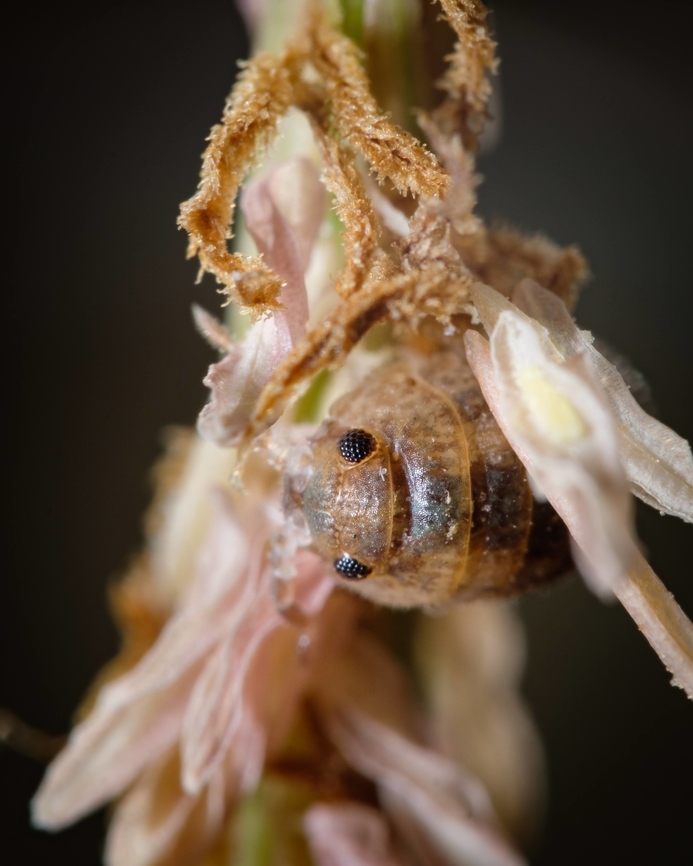 Calloused Beach Pillbugs Tiny creatures that live by the sea.  Calloused Beach Pillbugs,Geotagged,Macro,Portugal,Summer,insect