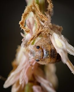 Calloused Beach Pillbugs Tiny creatures that live by the sea.  Calloused Beach Pillbugs,Geotagged,Macro,Portugal,Summer,insect