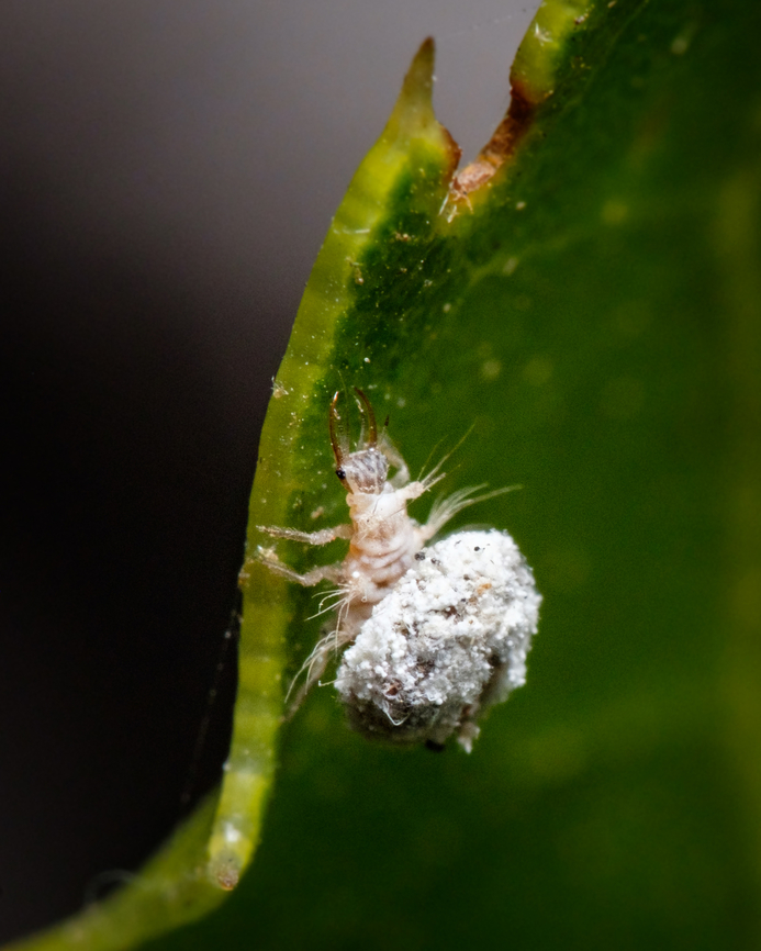 Strange little fellow I can't find anything about this species, anyone knows anything about it?  Europe,Fall,Geotagged,Macro,Portugal,bug,insect,tiny