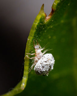 Strange little fellow I can't find anything about this species, anyone knows anything about it?  Europe,Fall,Geotagged,Macro,Portugal,bug,insect,tiny