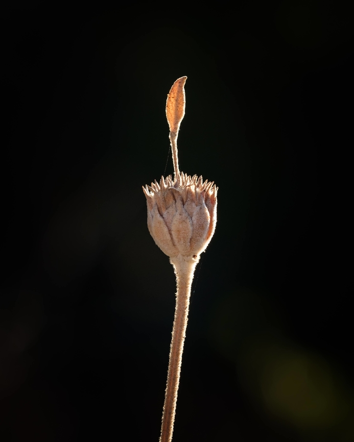 Marioila I think this is Phlomis purpura but I'm not sure.  Europe,Geotagged,Macro,Marioila,Portugal,Summer,flower,plant