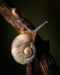 White garden snail It must be fun to have independent articulated eyes :-D Europe,Fall,Geotagged,Macro,Portugal,Theba pisana,White Italian snail,snail