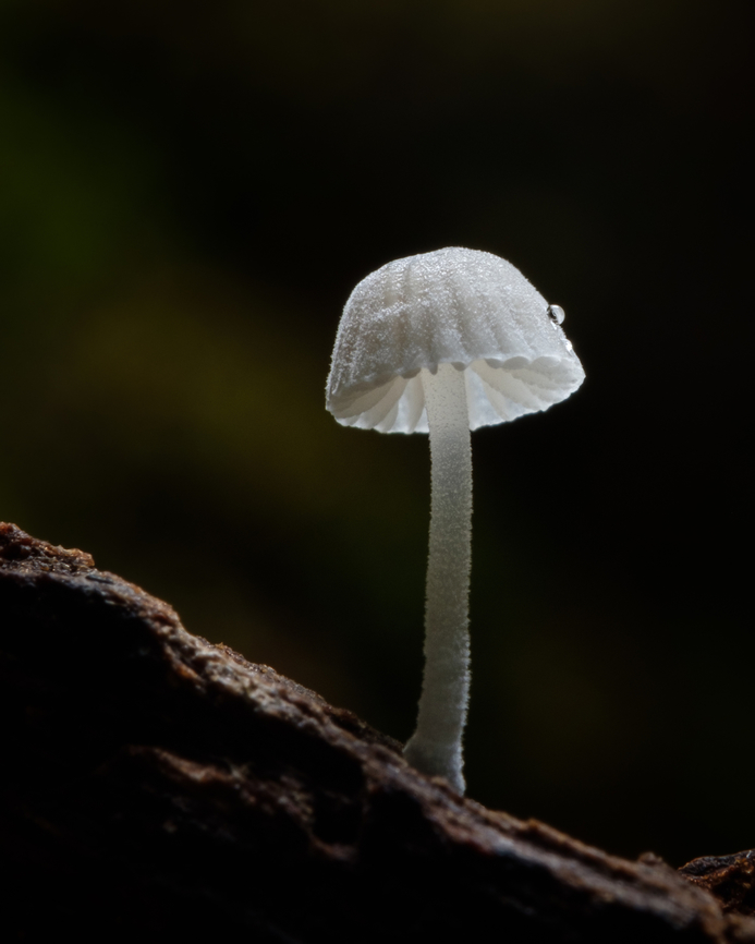 Genus Mycena Lonely mushroom on a rotten tree branch...  Europe,Fungi,Geotagged,Macro,Portugal,Winter,bonnets,mycena